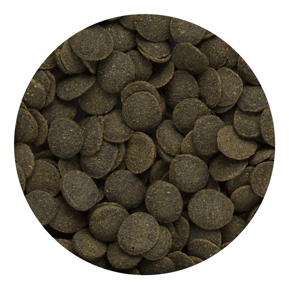 Hikari Mini Algae Wafers en acuario, favorece hábitos de alimentación regulares.
