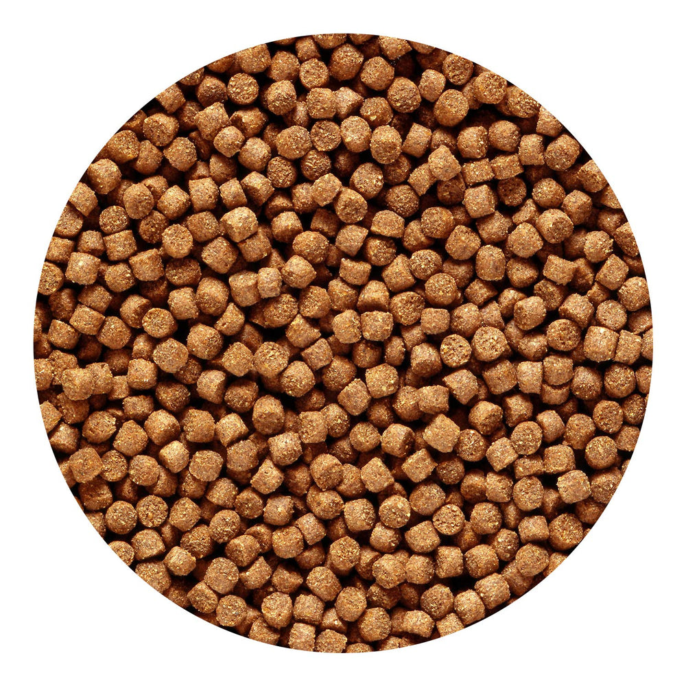 Realce la coloración natural de cíclidos con pellets dorados Hikari