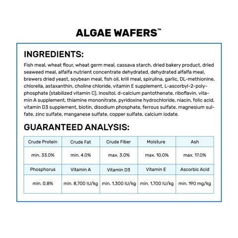 Pecera con tabletas de algas tropical Hikari: alimento estable que no contamina el agua