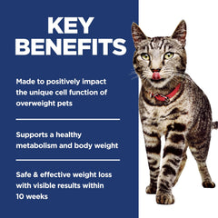 Hill's Science Diet Adult Perfect Weight porciones servidas en un tazón