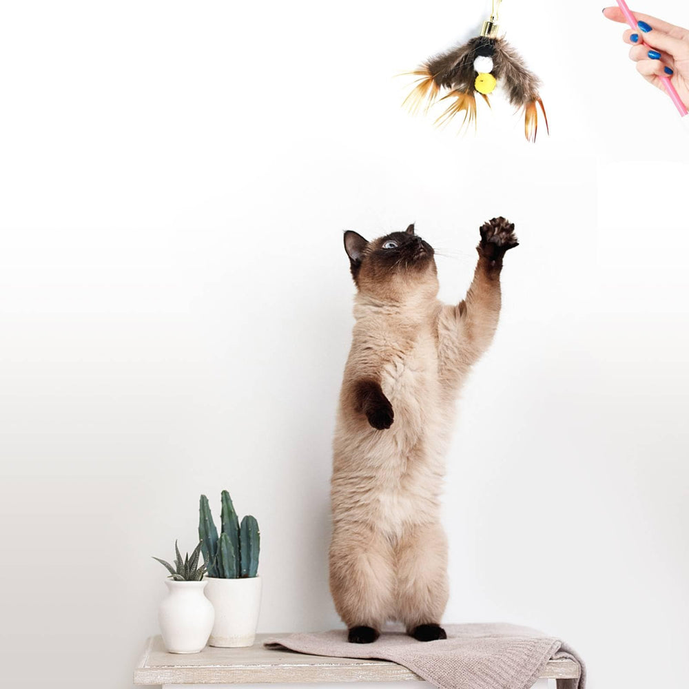 Durabilidad y diversidad de estilos Hokoad, ideal para mantener a tu gato activo.