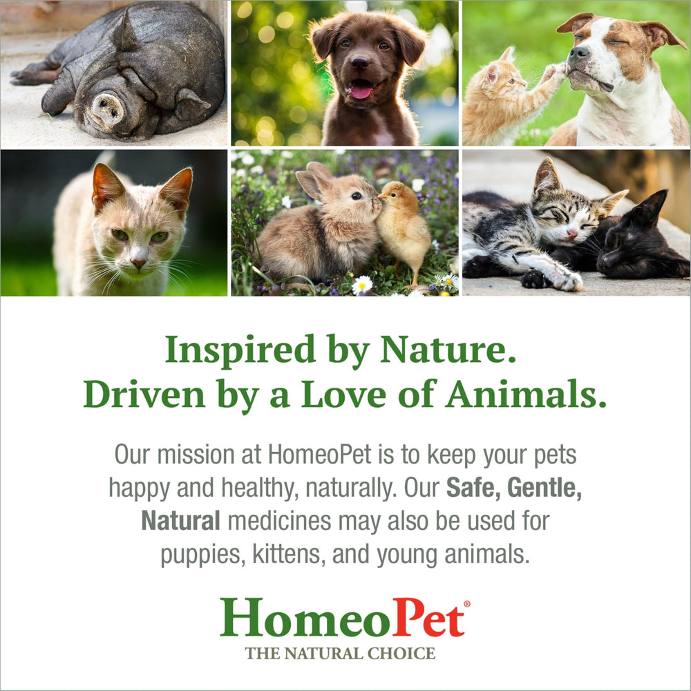 HomeoPet Cough: apoyo respiratorio suave para perros, gatos y mascotas pequeñas.