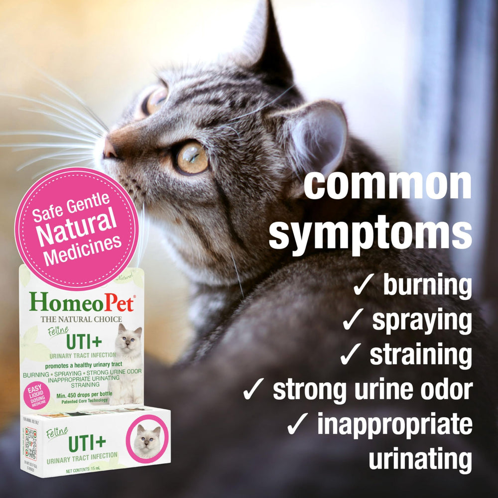 HomeoPet Felino UTI+ dosis en agua para uso diario