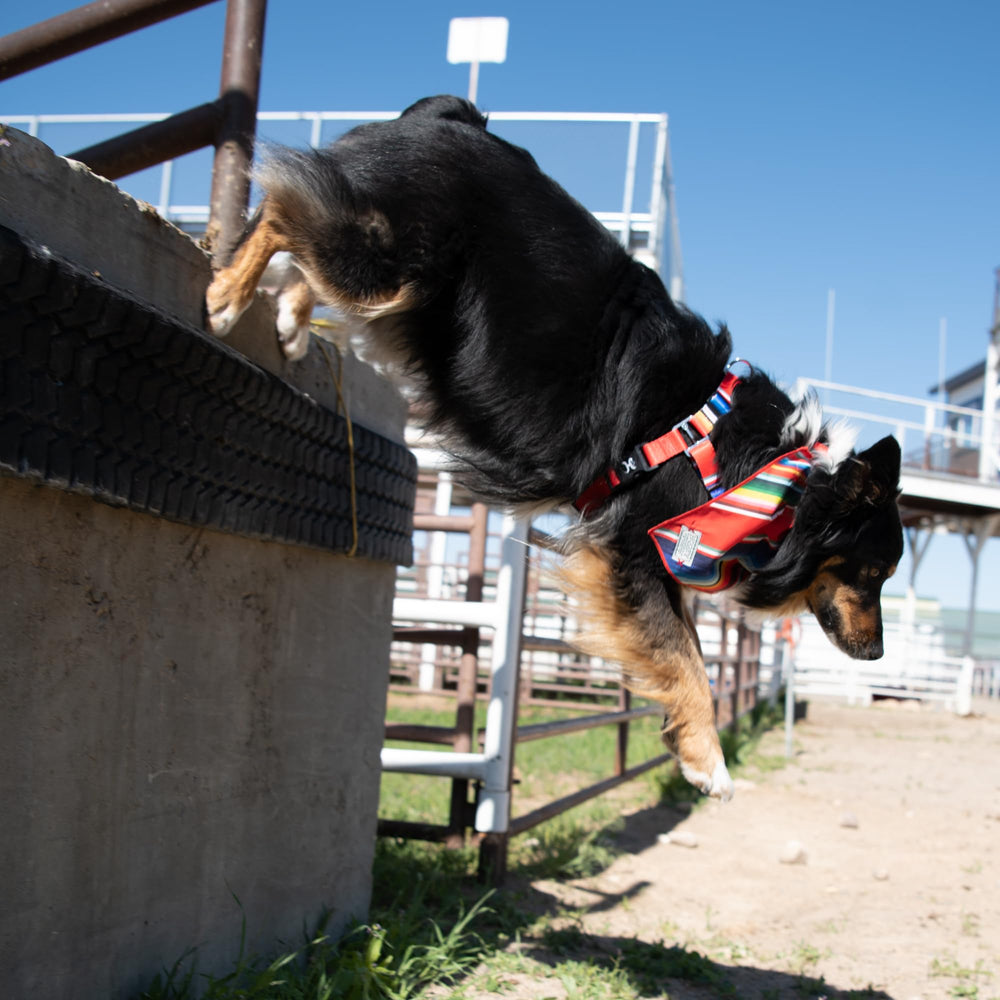 Hooey Nomad compatible con diferentes tallas para perros