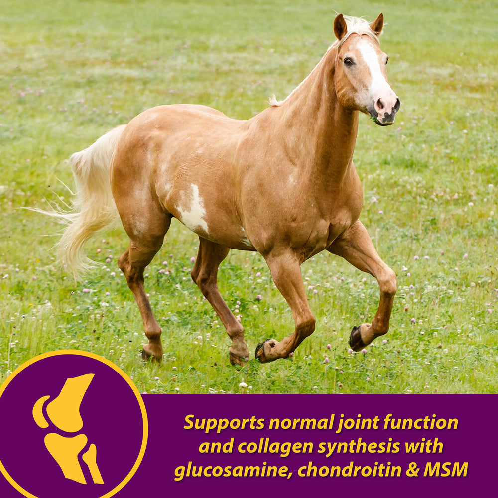 Horse Health Joint Combo metionina lisina zinc para crecimiento de cascos