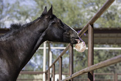 Horsemen's Pride bloque sal del Himalaya rosa con cuerda, ideal para consumo seguro y entretenimiento.