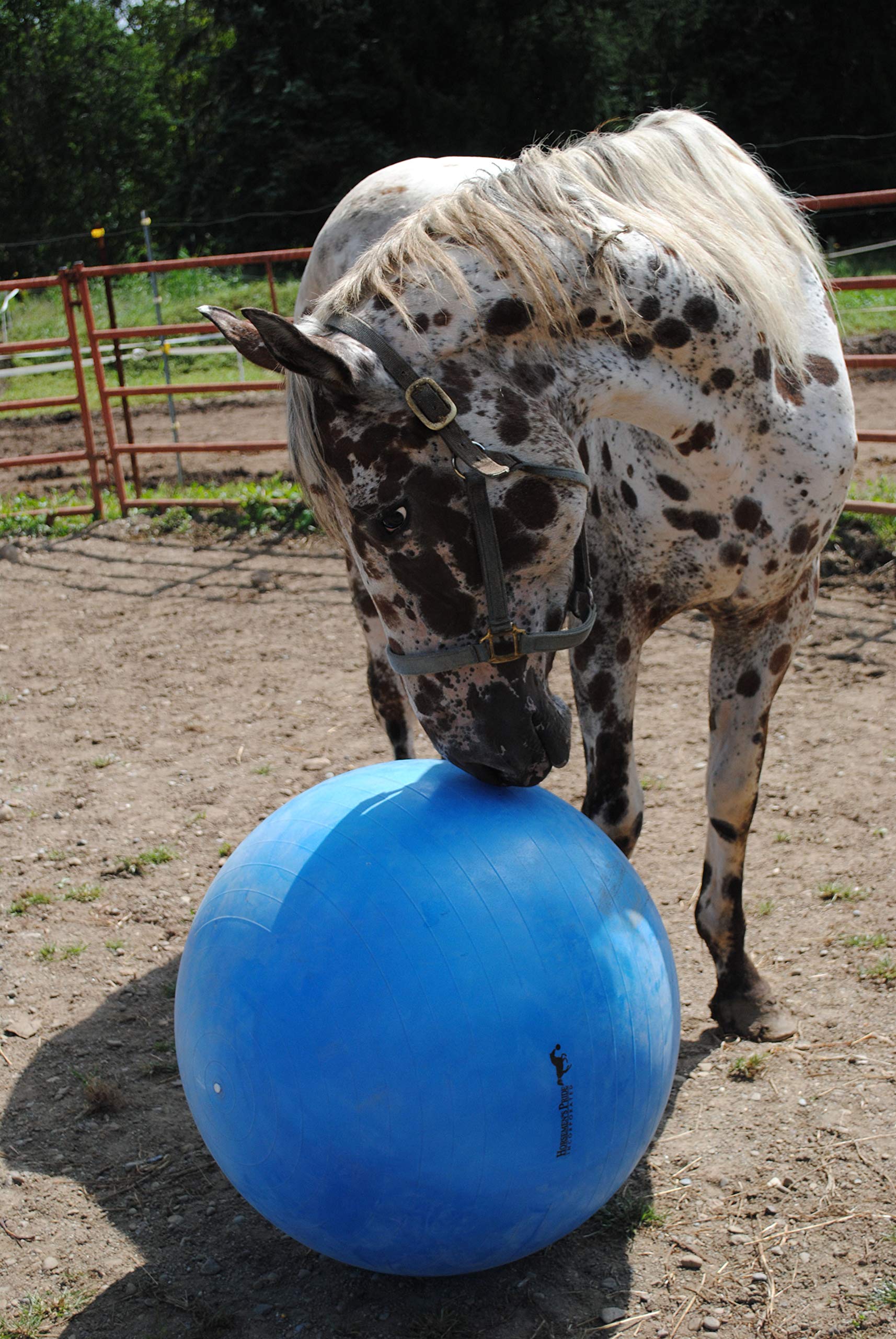 Sesión al aire libre con bola mega de Horsemen's Pride para caballos.