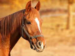 Bola de caballos Horsemen's Pride, textura resistente para mordisqueo suave.