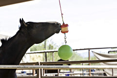 Juguete de establo colgante de Horsemen's Pride que anima al caballo a moverse.