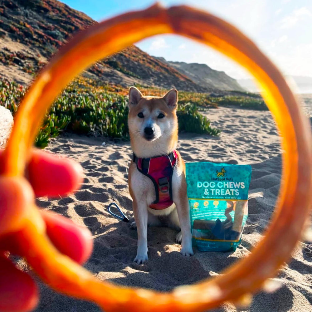 hotspot-pets anillo bully-stick 4 pulgadas, fácil de digerir.