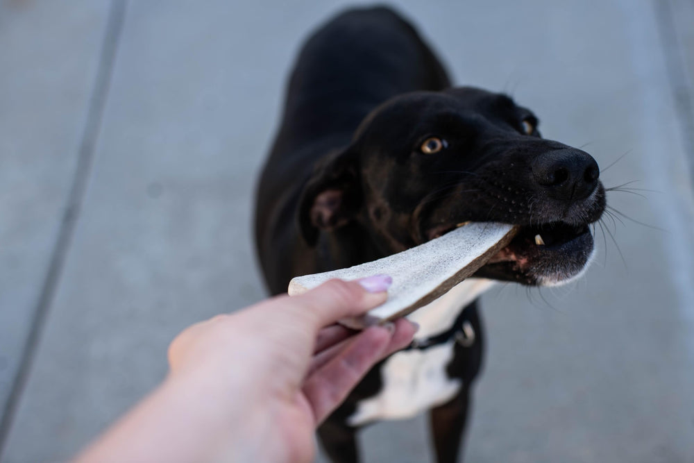 Hotspot Pets, astas para perros activos y grandes