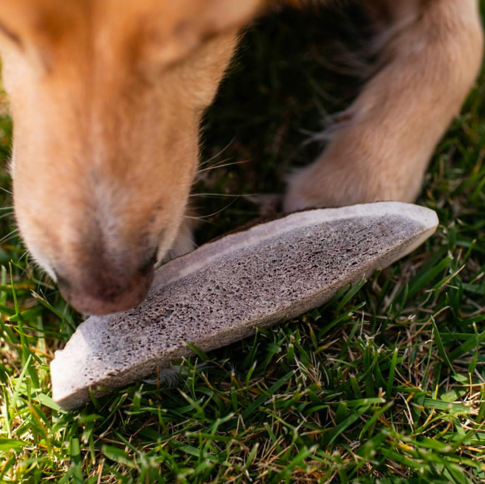 Hotspot Pets: asta de ciervo de calidad superior, seleccionada a mano