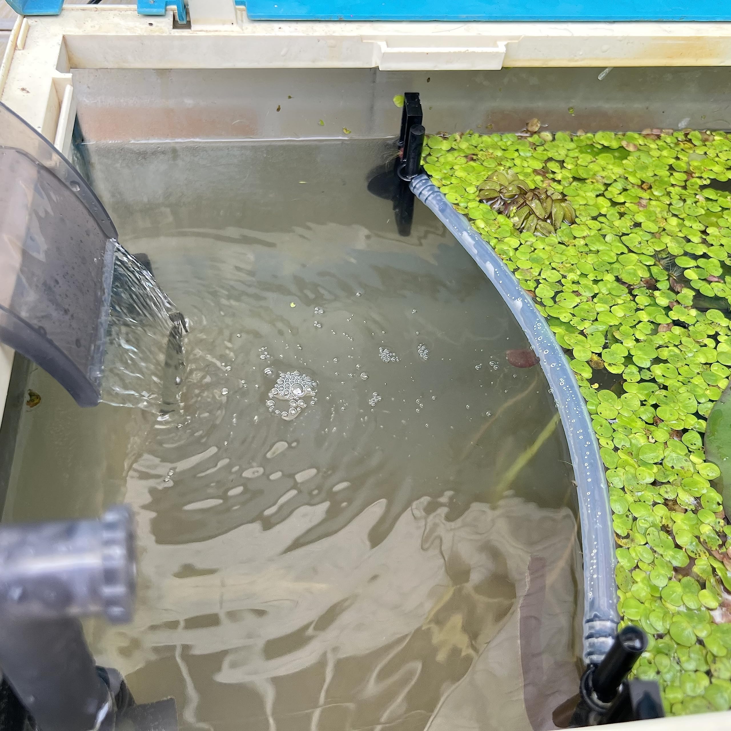 HOZOE cerca de plantas flotantes para acuario mantiene las plantas en superficie de forma estable.