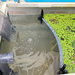 HOZOE cerca de plantas flotantes para acuario mantiene las plantas en superficie de forma estable.
