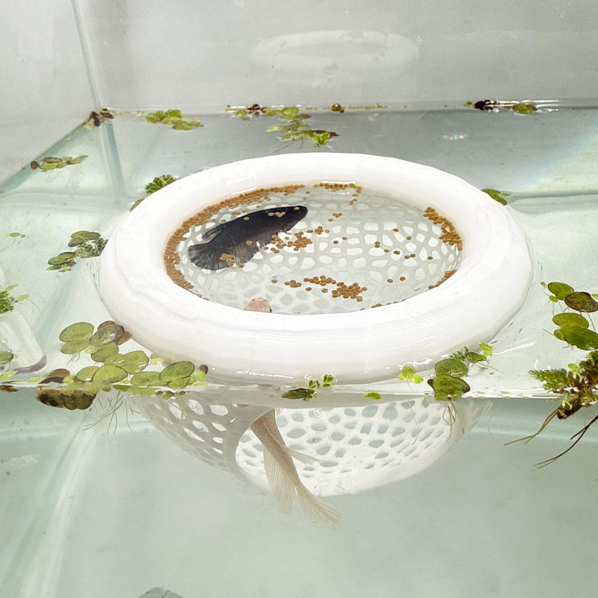 Hozoe cueva flotante para Betta ofrece refugio seguro y descanso cómodo en el acuario.