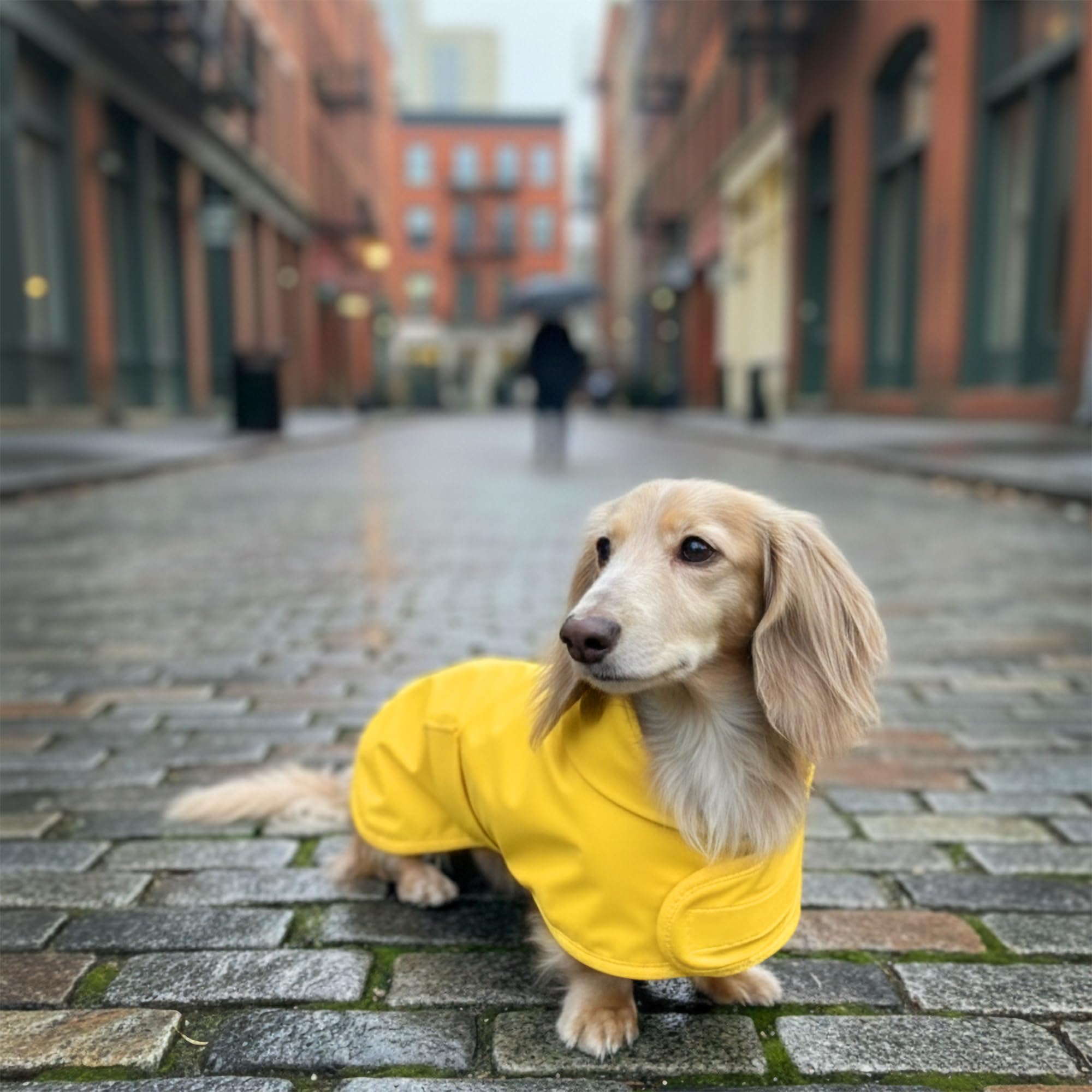 Cierre velcro en pecho y barriga de la capa Hudson Hound para dachshund amarilla XS