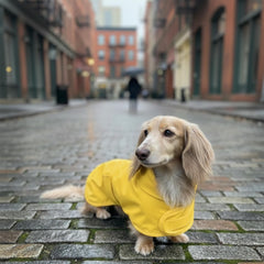 Hudson Hound tejido impermeable protege al perro durante la lluvia.
