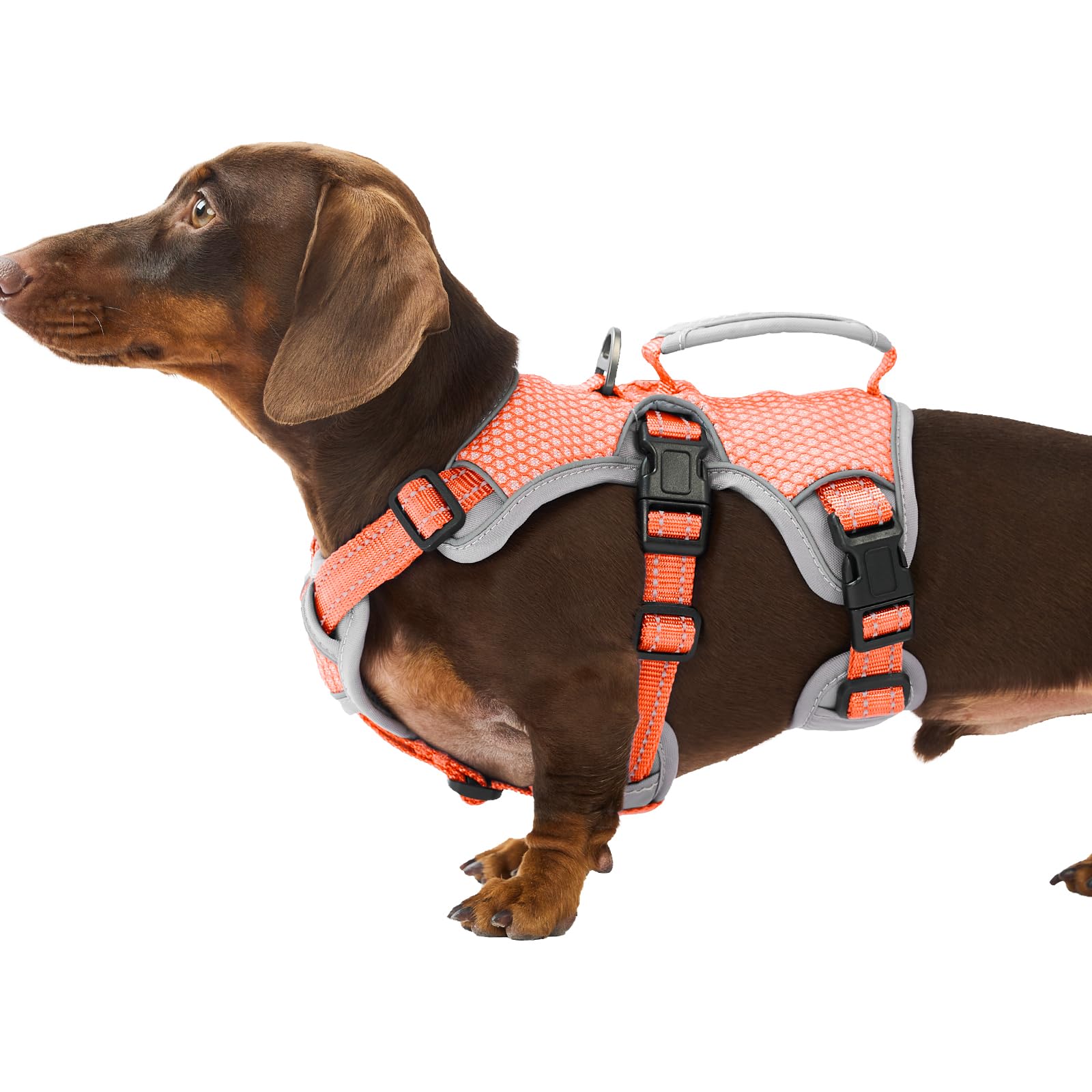 Huntboo arnés para perro, vista frontal, diseño seguro que evita escapes.