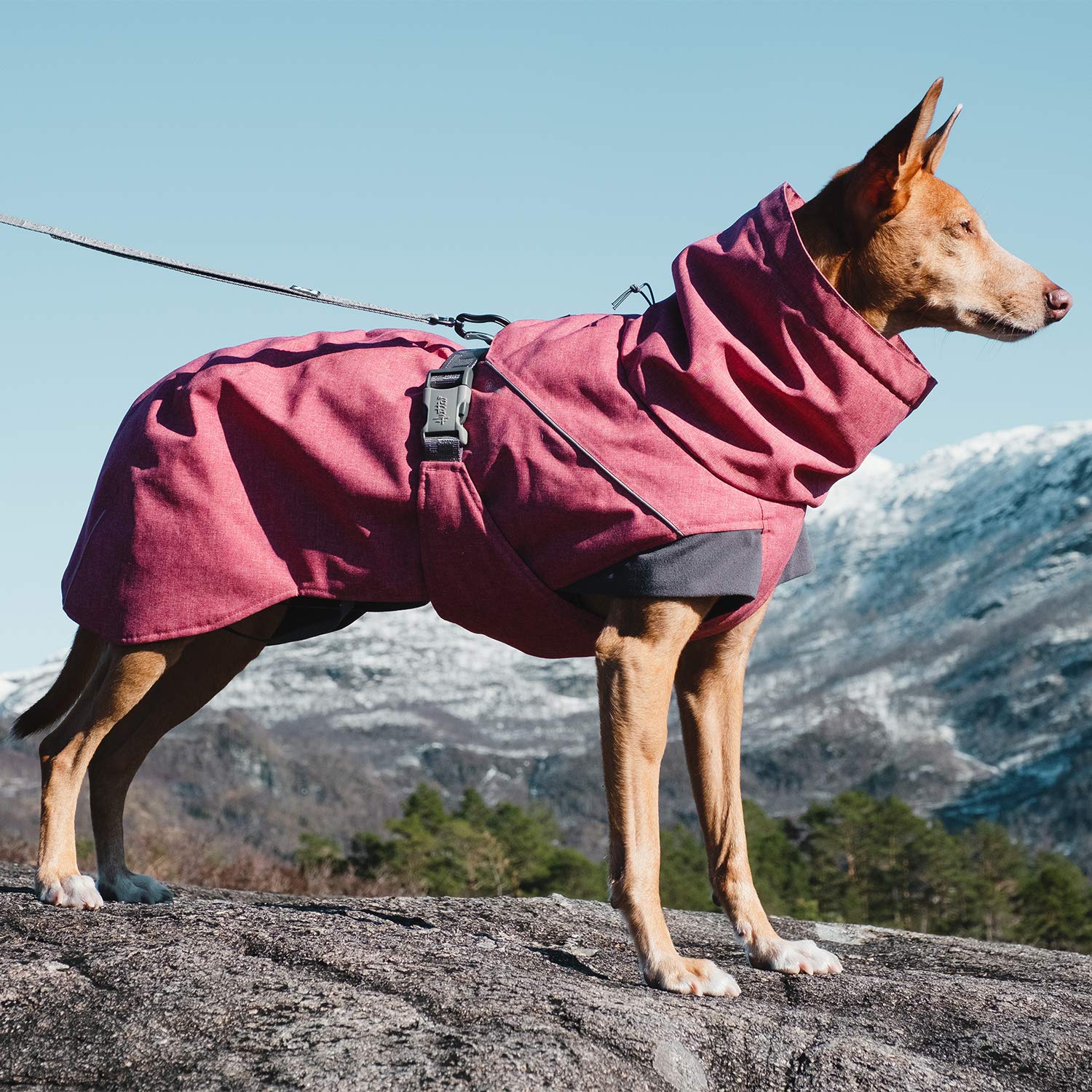 Hurtta Expedition Parka color remolacha vista trasera para libertad de movimiento.