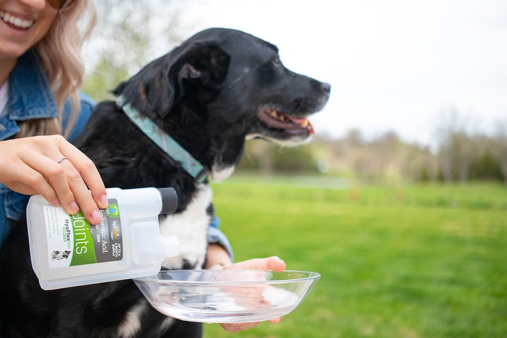 Hyalogic HyaFlex Pro perro en movimiento con apoyo articular.