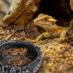 Hygger zoo base estable evita vuelcos durante la alimentación de reptiles.
