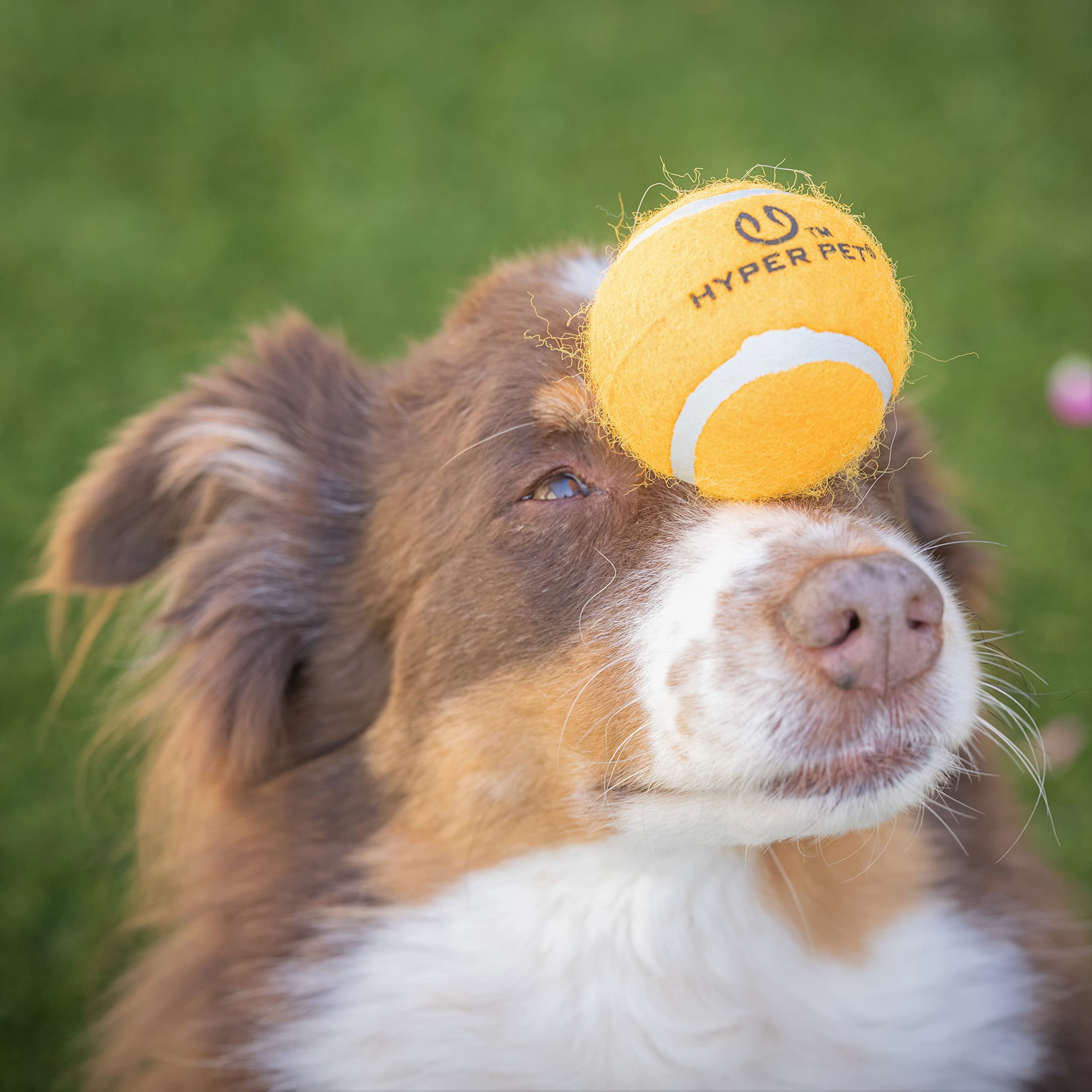 Pelota Hyper Pet Tenis y lanzador Kannon K2, compatible para lanzamientos.
