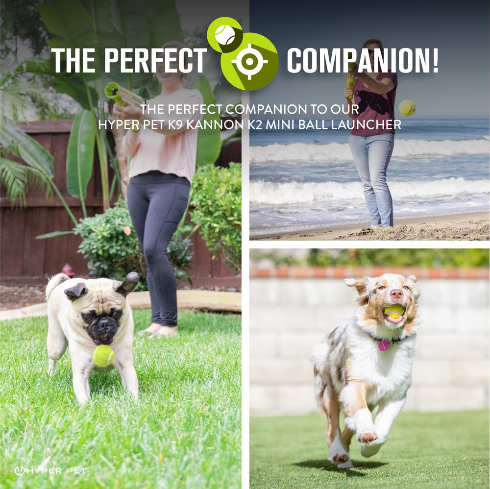 Hyper Pet bola tenis mini interactiva para perros, perfecta para sesiones de juego con gente.