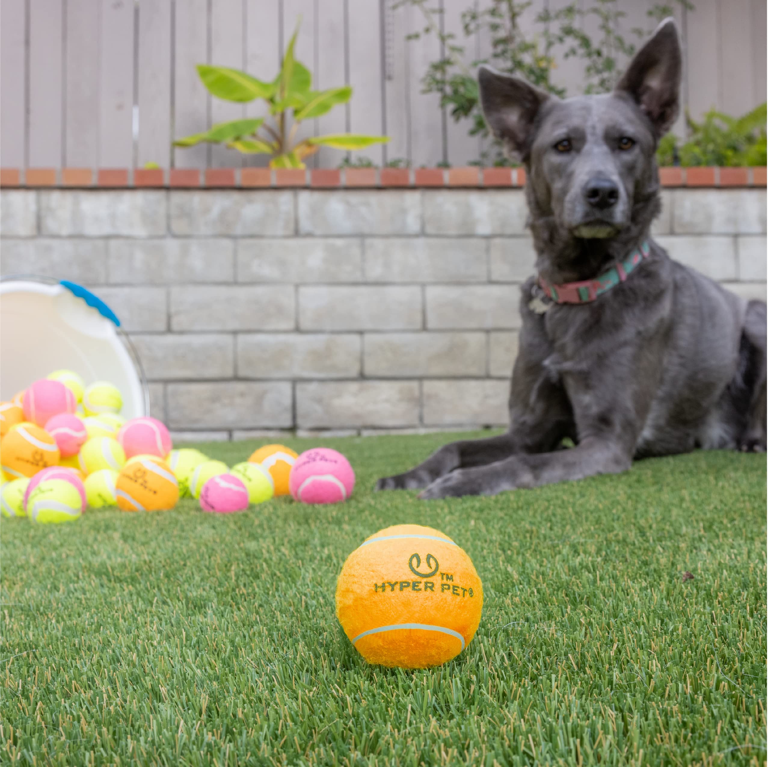 Paquete de 4 pelotas Hyper Pet Tenis en césped, lista para entrenar.