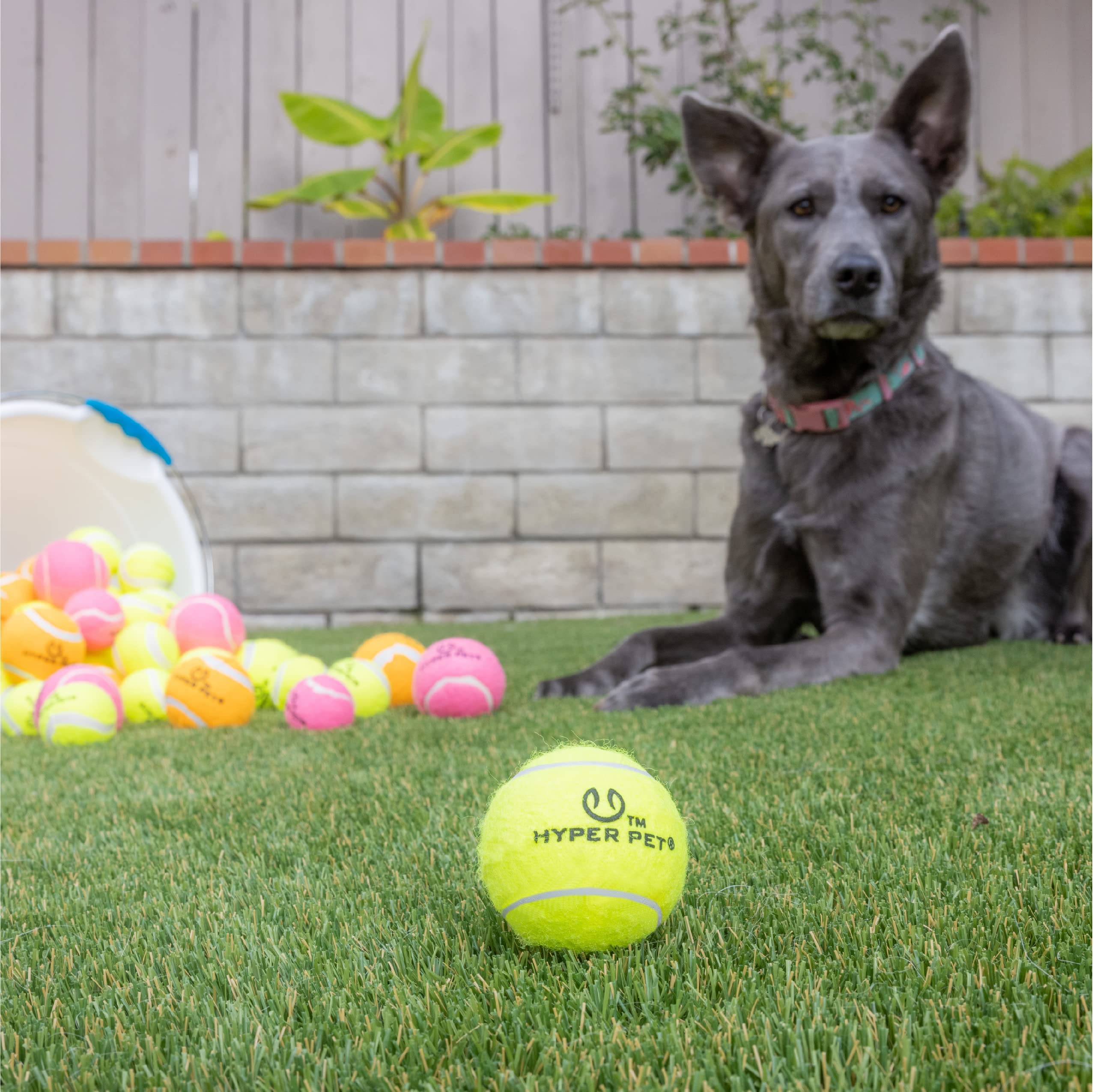 Hyper Pet bolas tenis para perros, bolsa de malla incluida para transporte práctico.