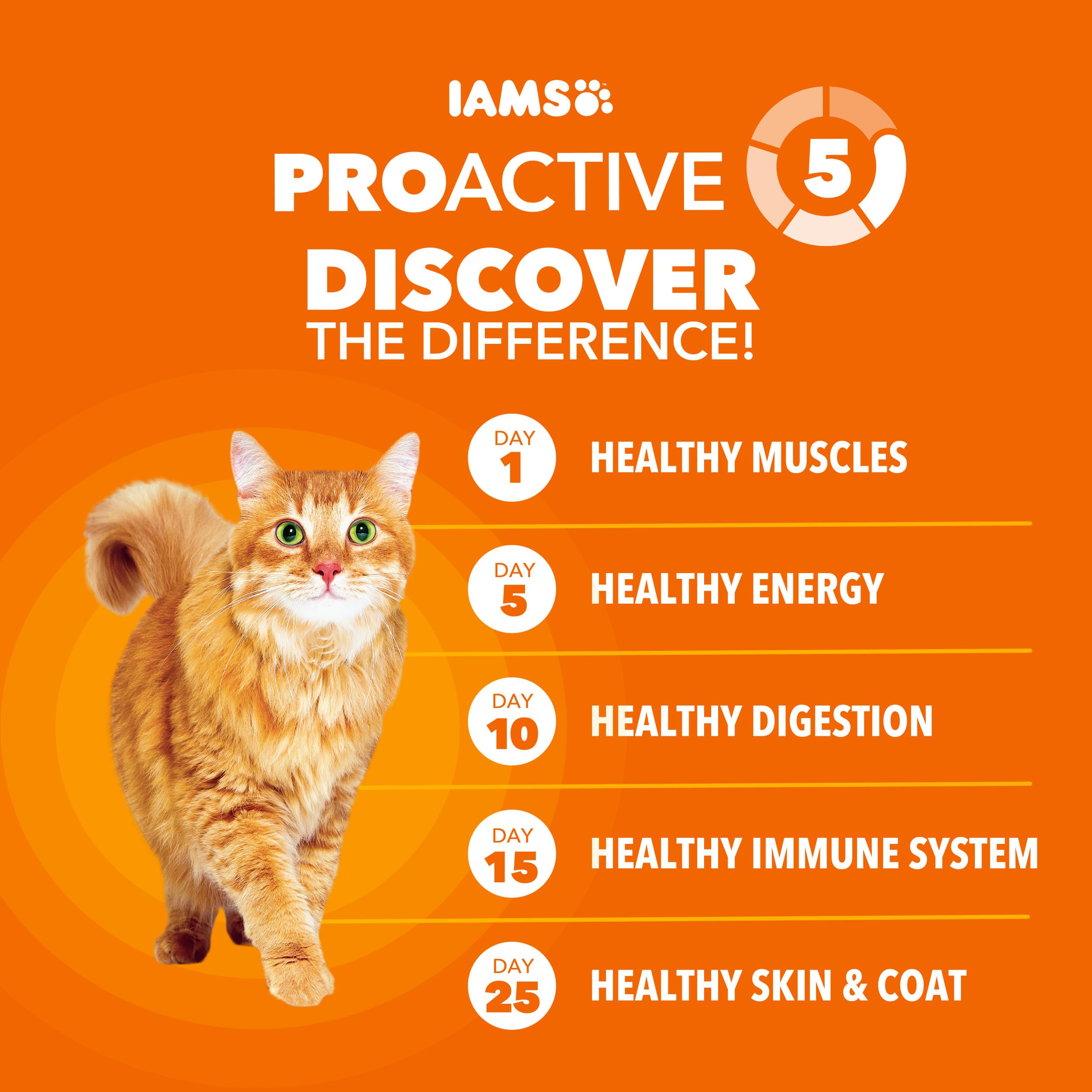 Gato adulto comiendo IAMS Proactive Health, nutrición diaria.