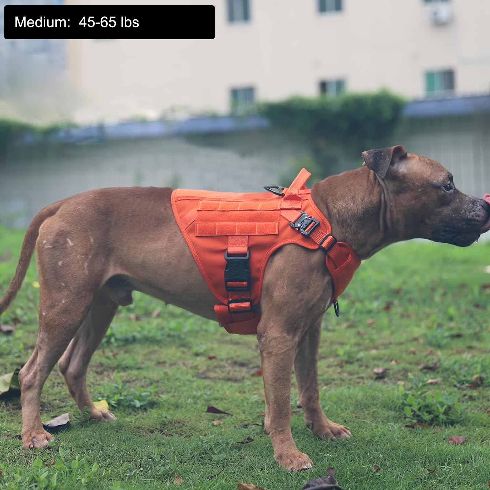 ICEFANG arnés con MOLLE para acoplar equipo y accesorios en aventuras.