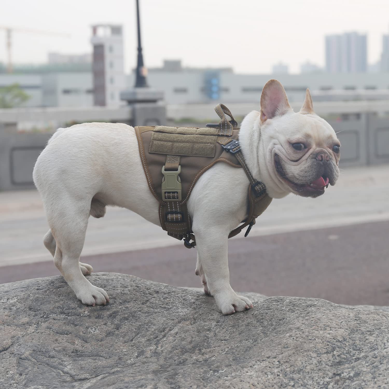 Panel MOLLE ICEFANG para accesorios en paseos y entrenamiento.