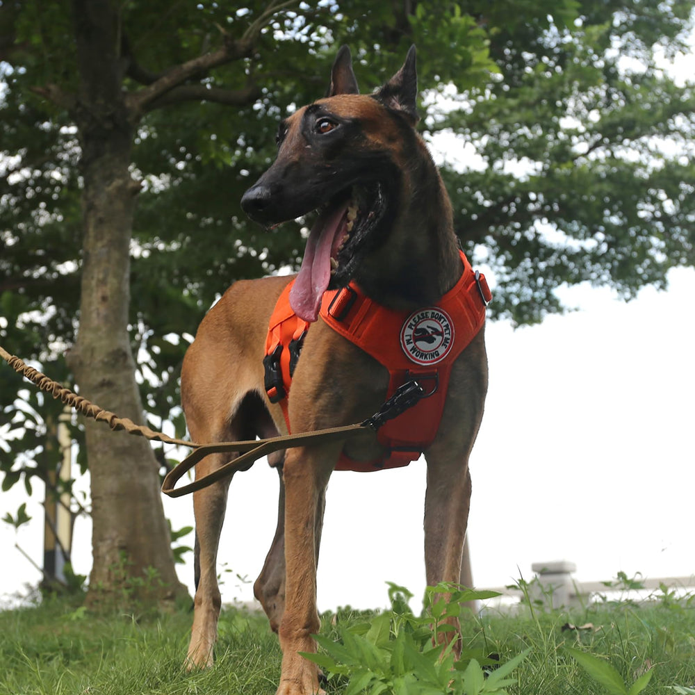 Panel de identificación ICEFANG GN3 delantero para identificar rápidamente a tu perro.