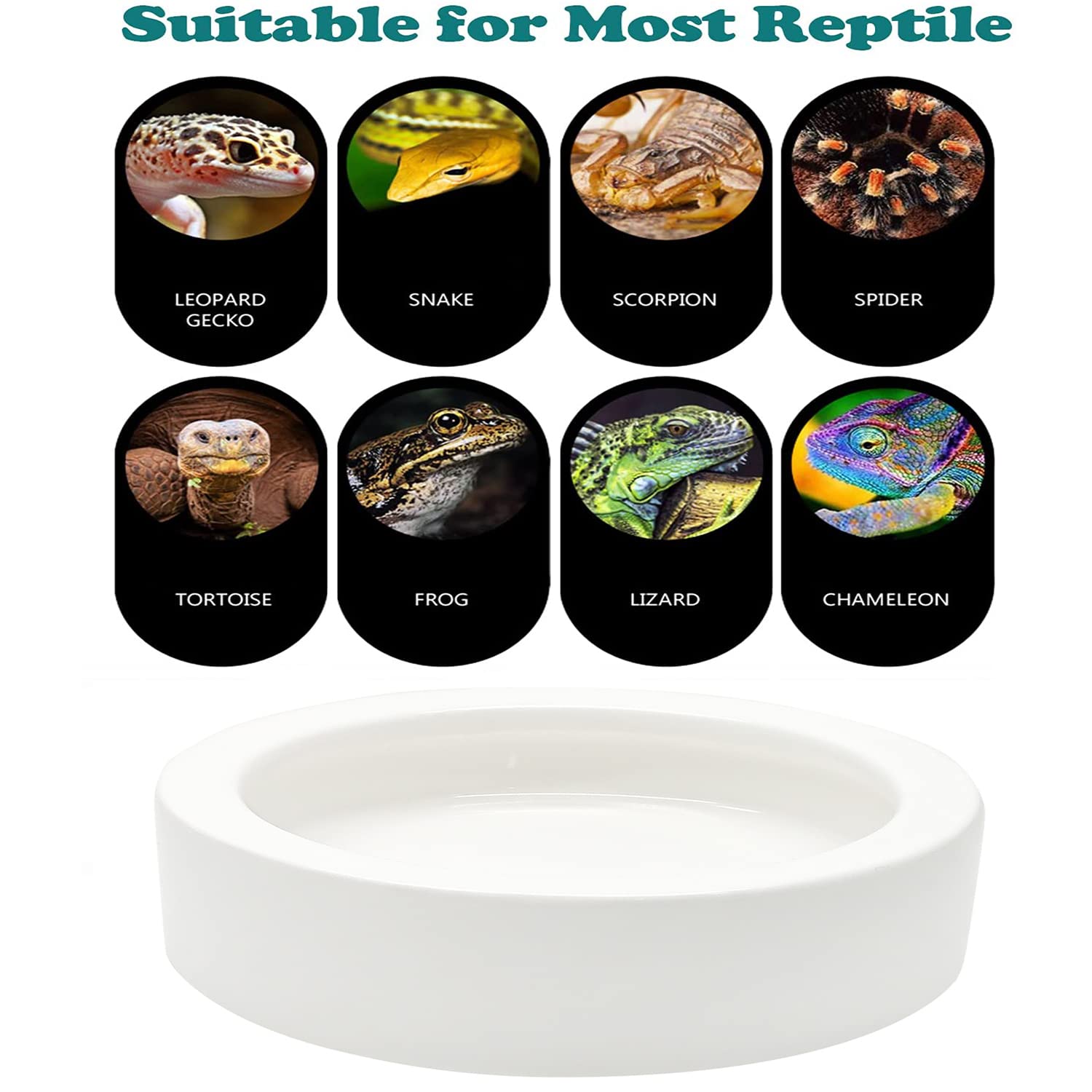 Cuenco de 10 cm de diámetro para reptiles.