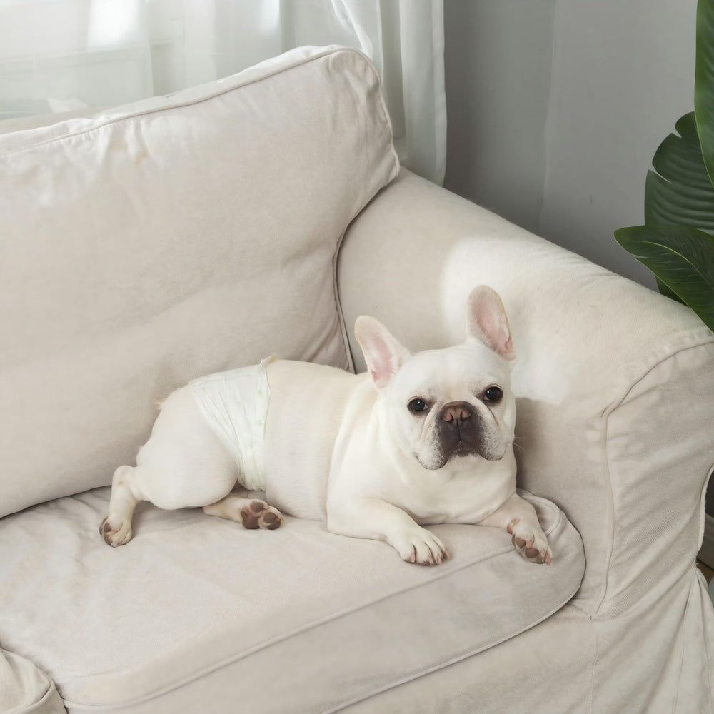Pañales IMMCUTE para perros machos con absorbencia superior para mayor sequedad