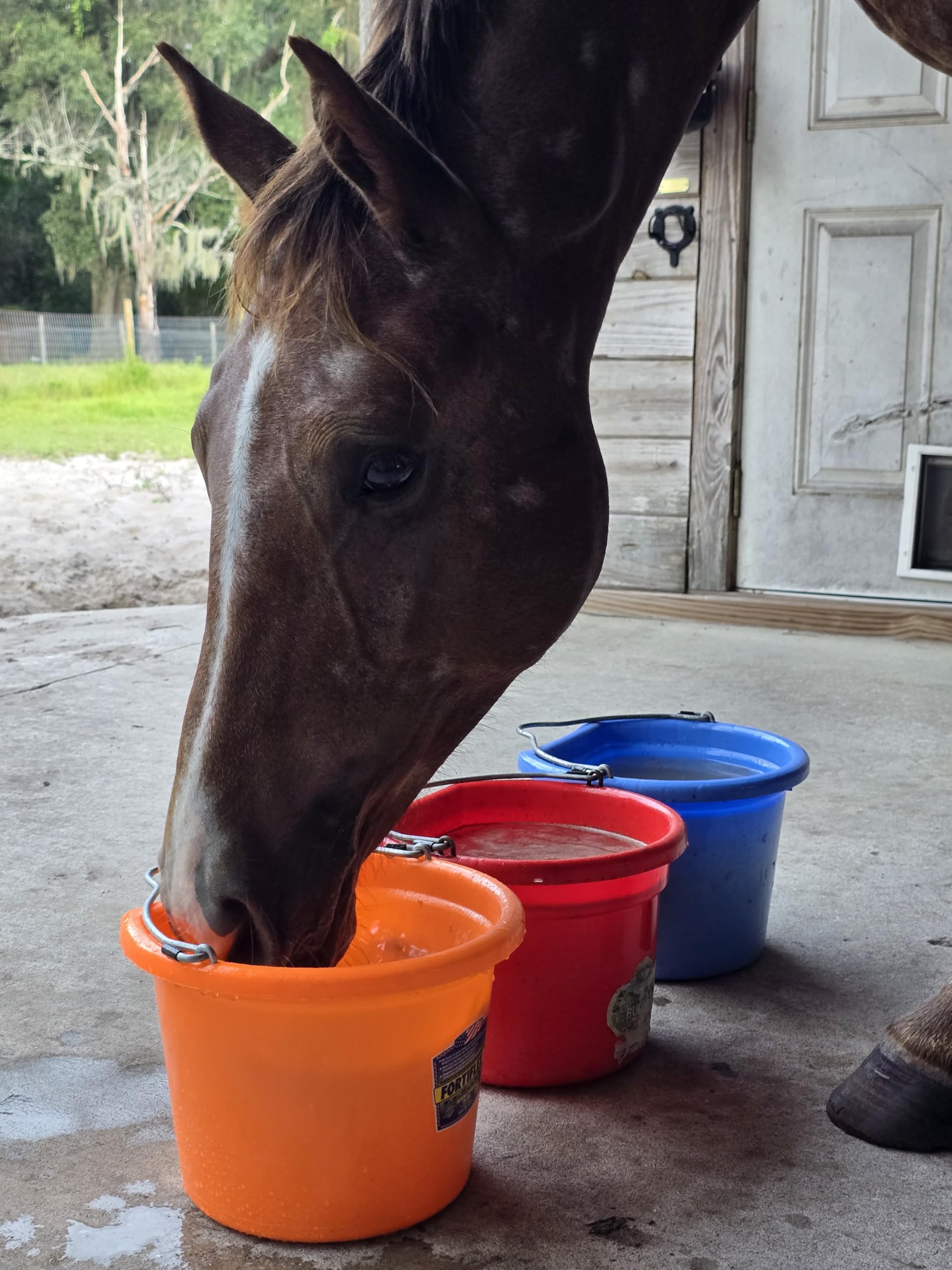 Uso portátil de Improve Equine para hidratación en viajes y entrenamientos.