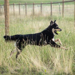 In Clover Connectin masticables para perros, sabor agradable que facilita la administración.