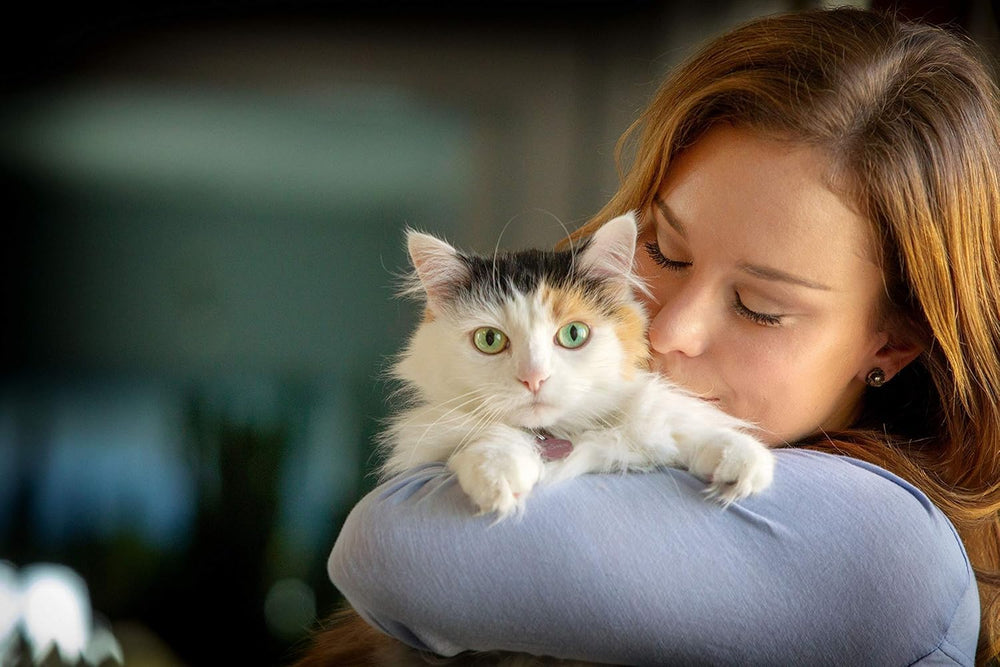 In Clover Spry: gato comiendo masticables, uso diario conveniente.
