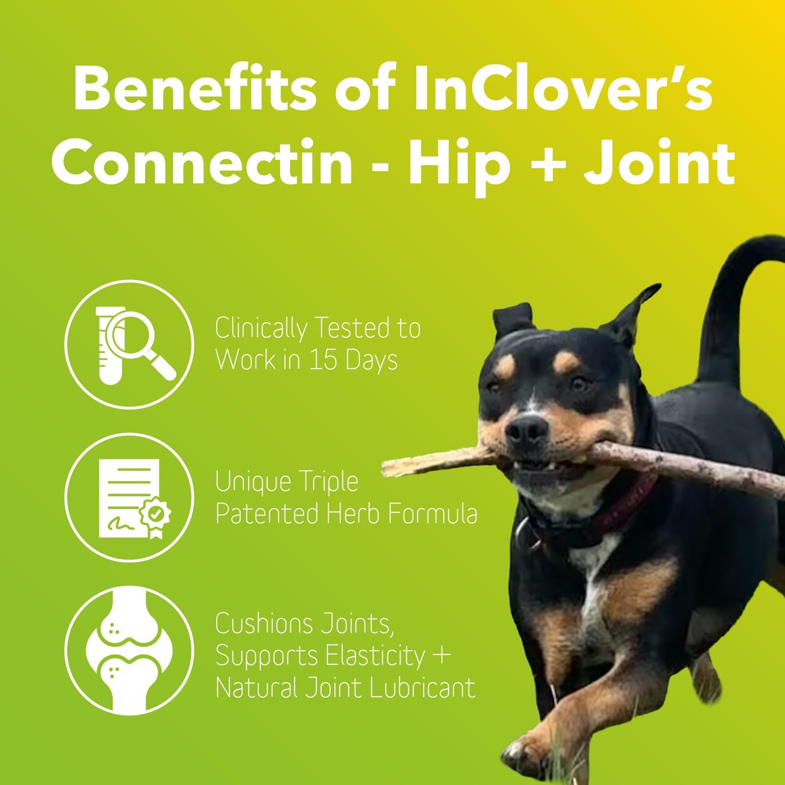 In Clover Connectin polvo para espolvorear sobre la comida de tu mascota.