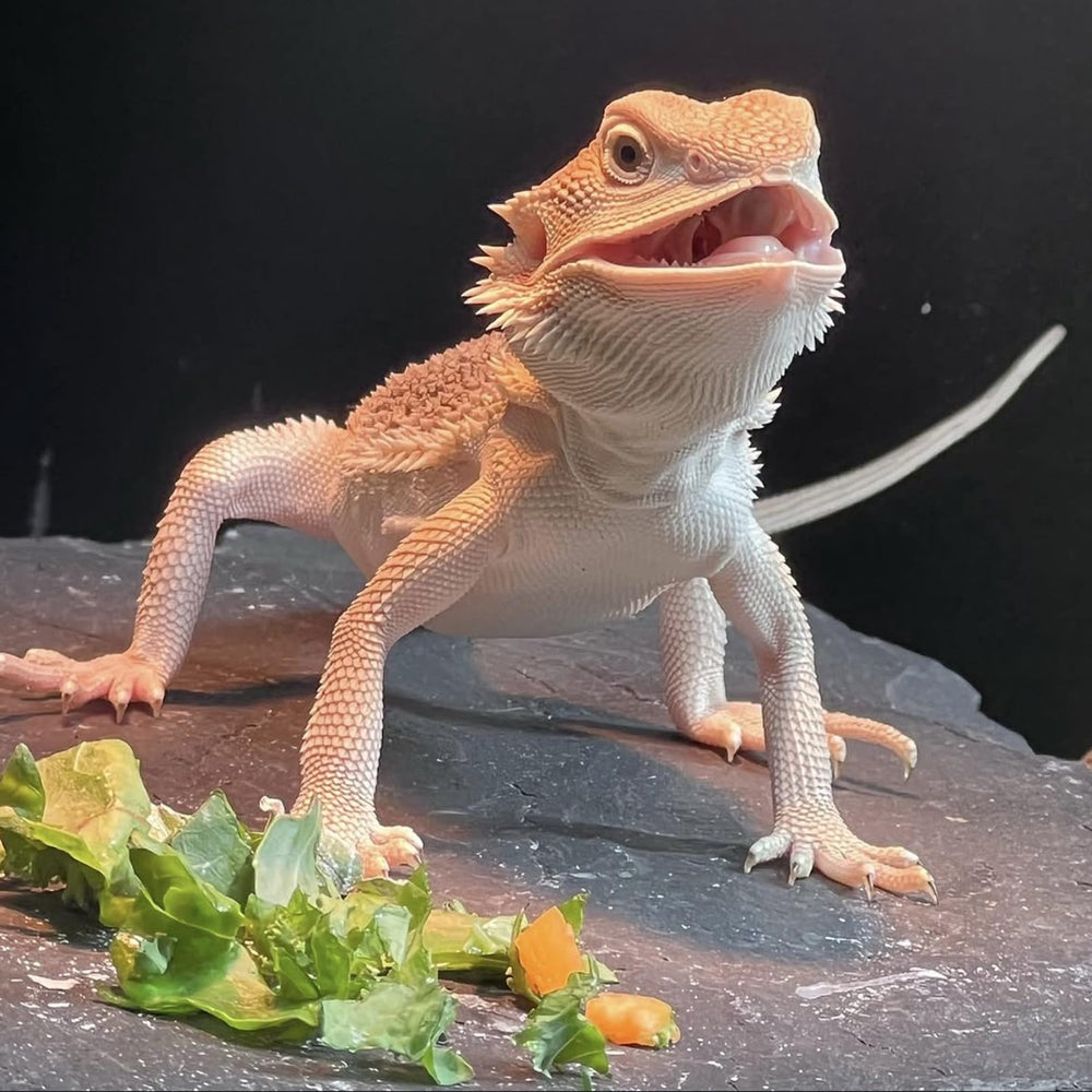 Juego de 2 piezas INOSCIND para reptiles dragón barbudo y tortuga.