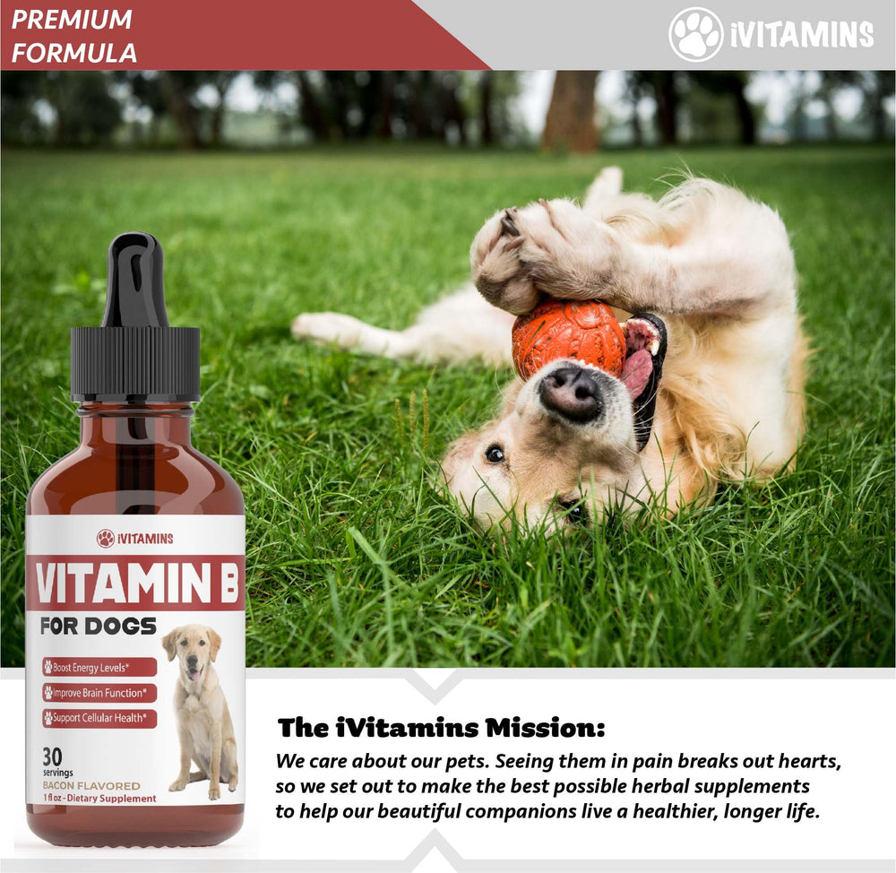 Rutina diaria con gotas de vitamina B para perros