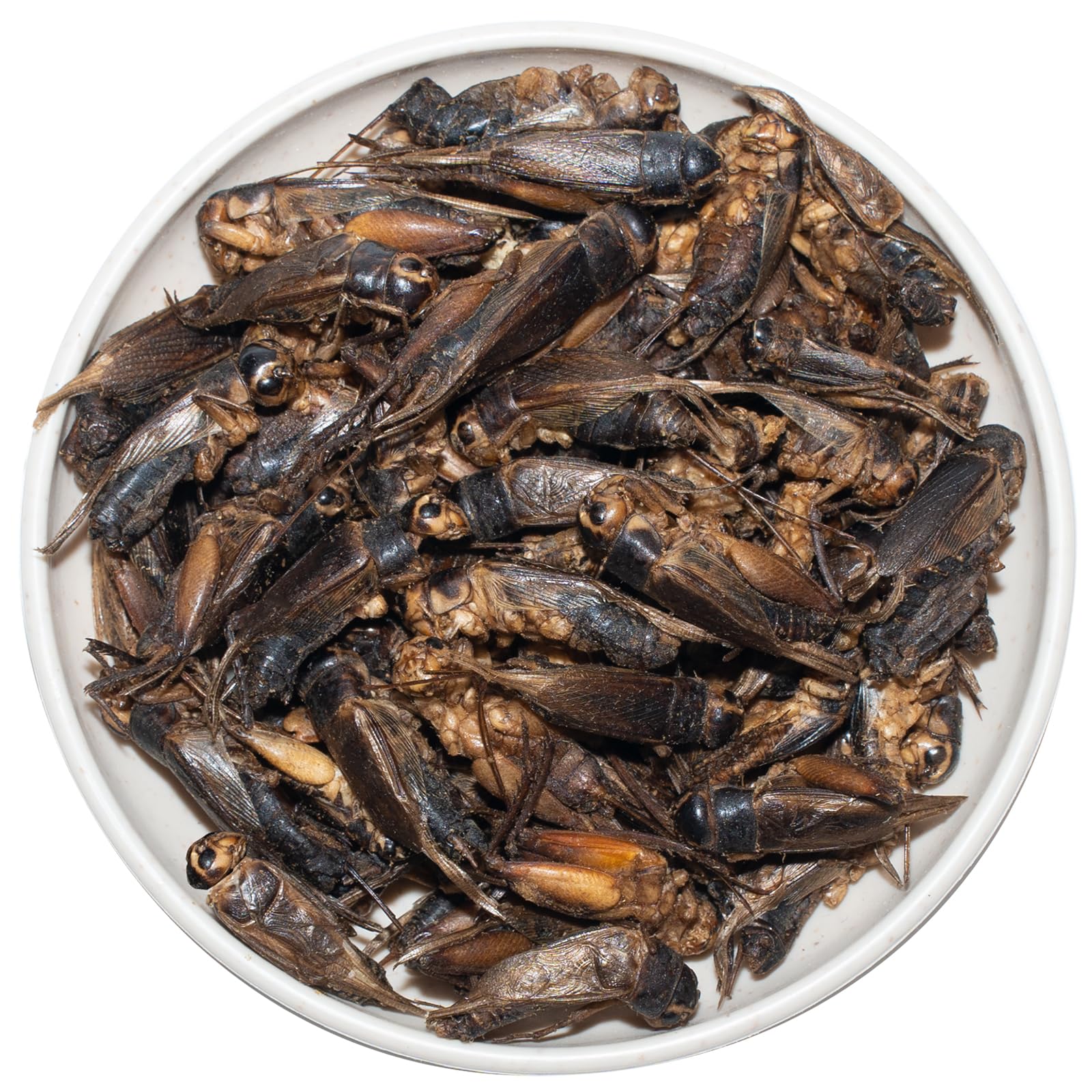 JADINGSFARM grillos liofilizados en plato, ideal como premio diario para mascotas.