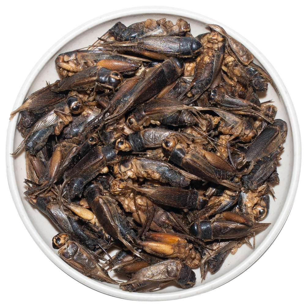 JADINGSFARM grillos liofilizados en plato, ideal como premio diario para mascotas.