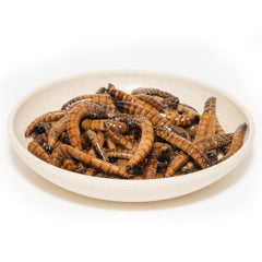sirviendo gusanos superworms para reptiles, aves y peces.