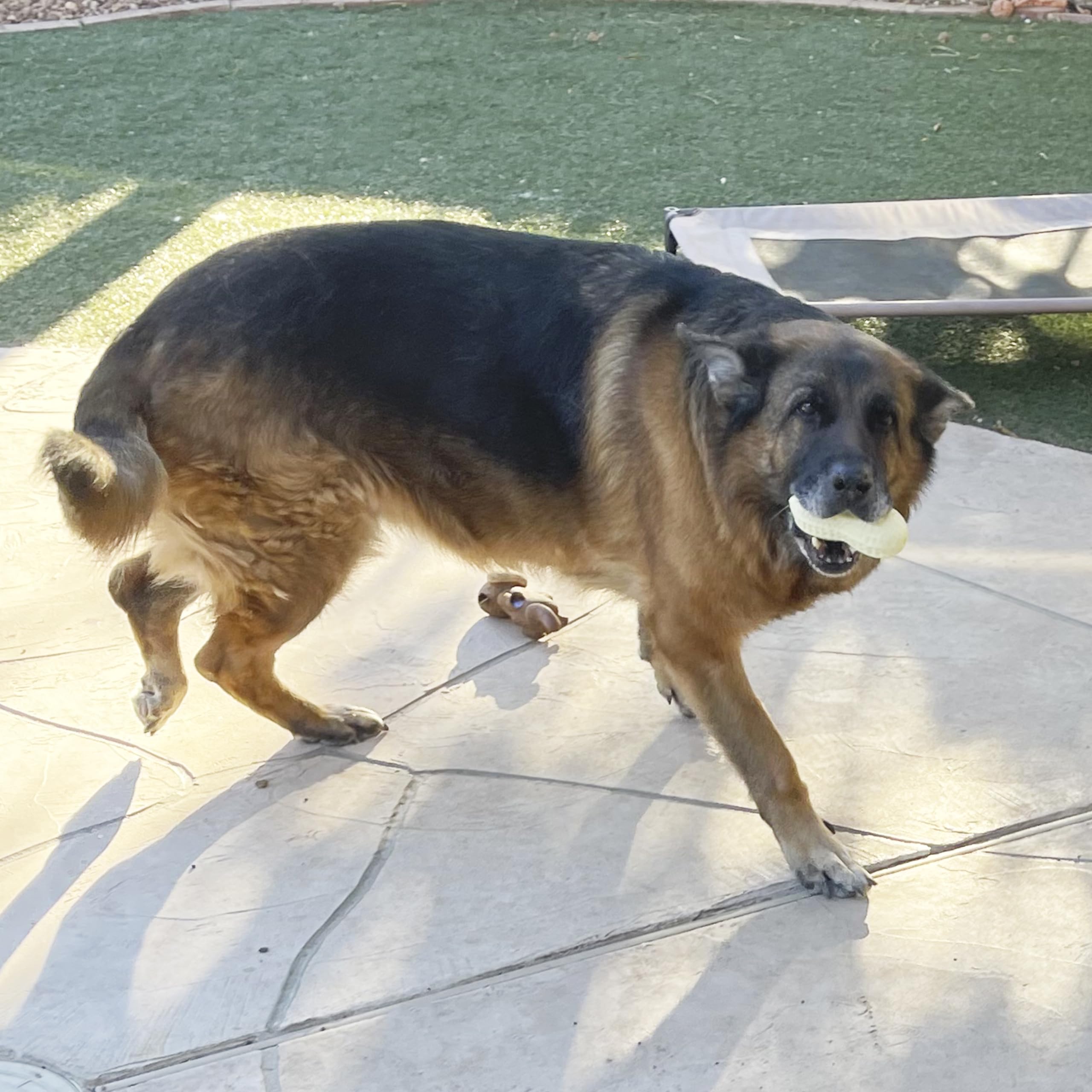 Jalousie juguete peluche con chirrido, perro feliz durante las horas de juego.