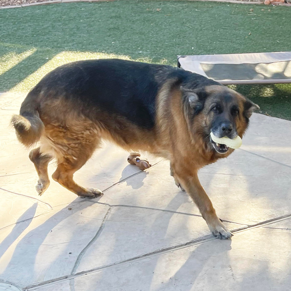 Jalousie juguete peluche con chirrido, perro feliz durante las horas de juego.