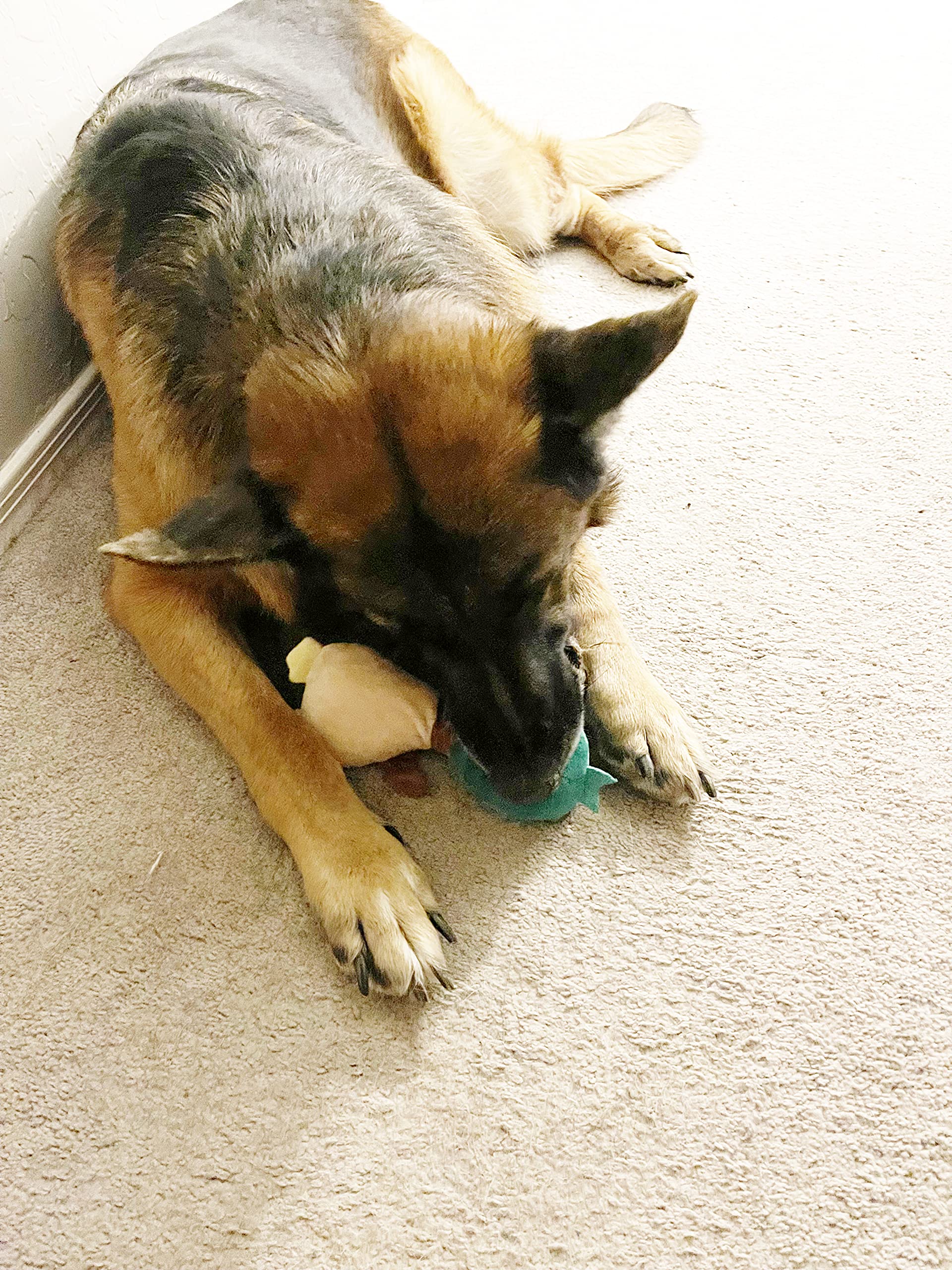 Jalousie juguete burro para perro mordida duradera