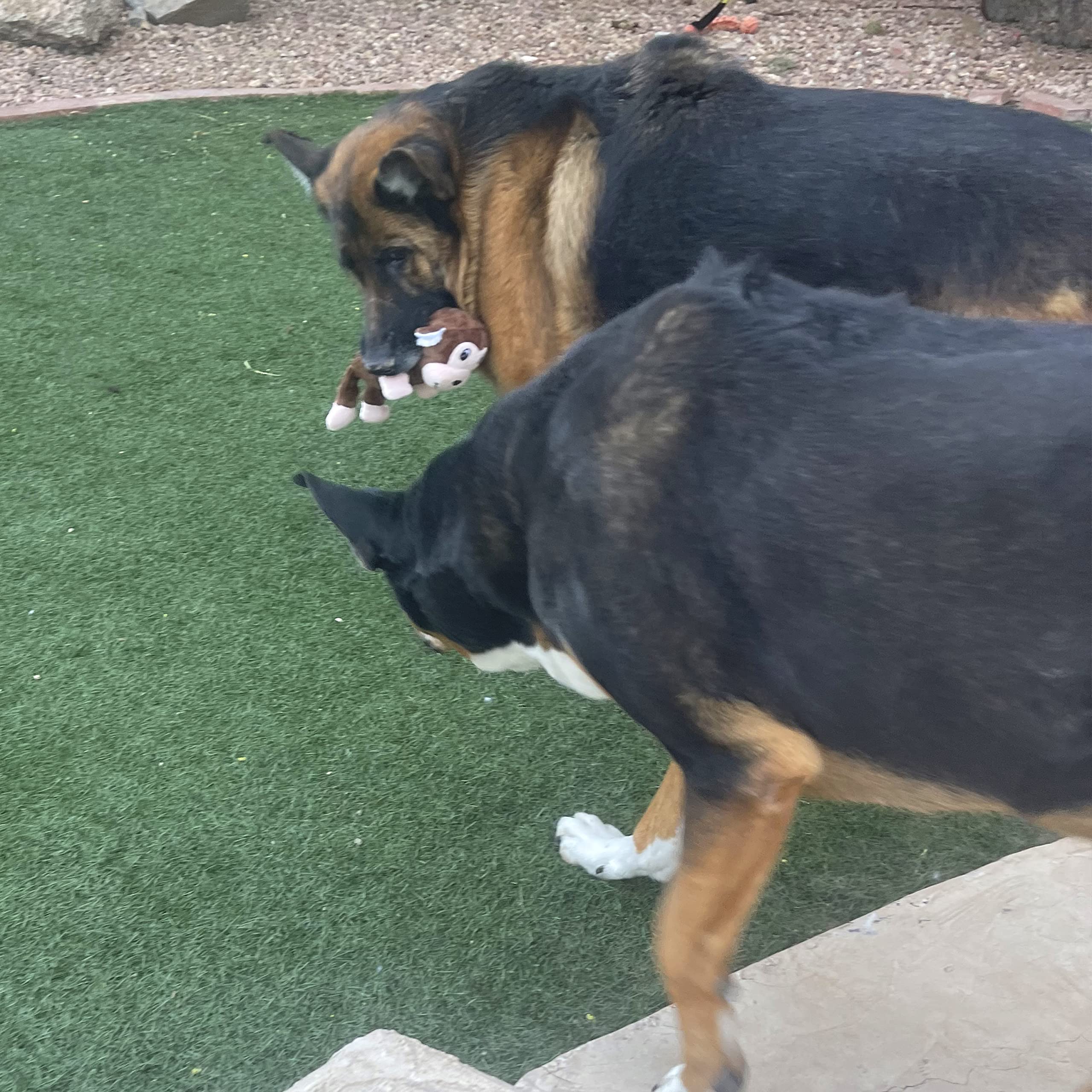 Jalousie: juguete para perro sonajero integrado para interacción continua