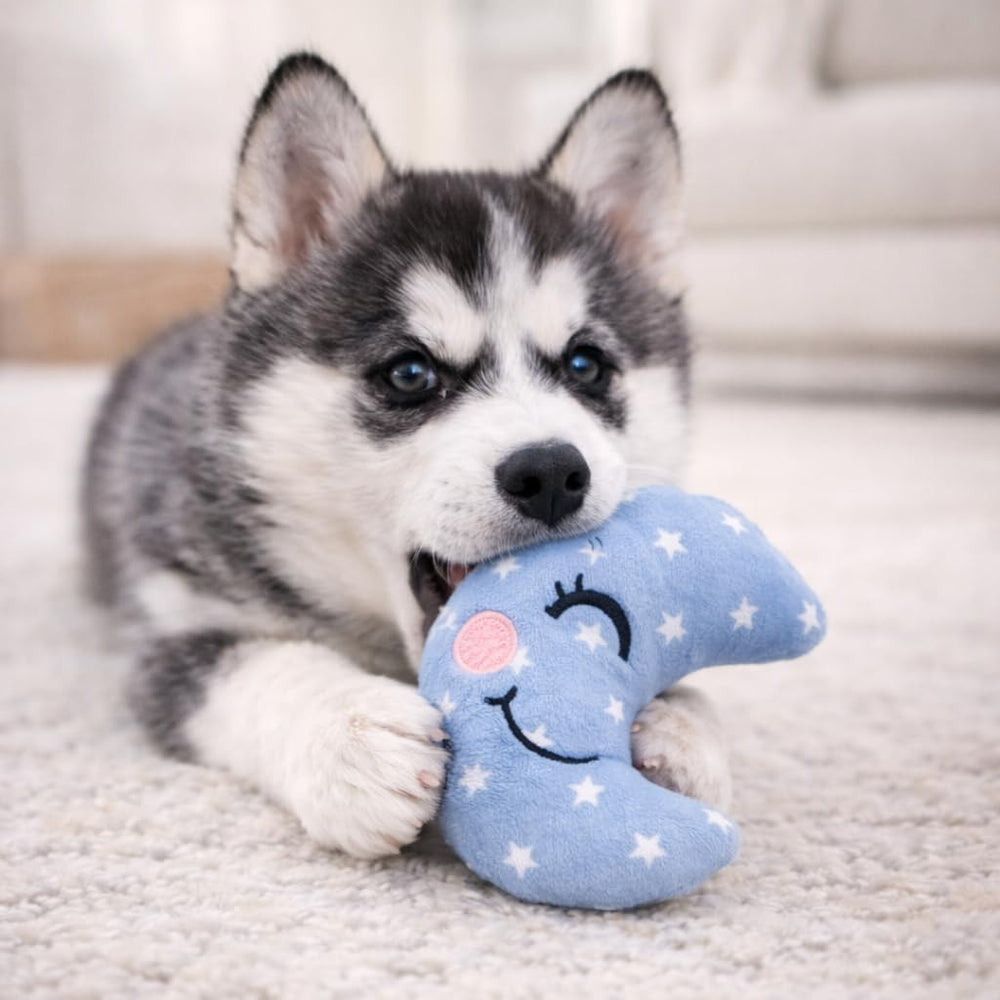 Jalousie set de dieciocho juguetes peluche para perros