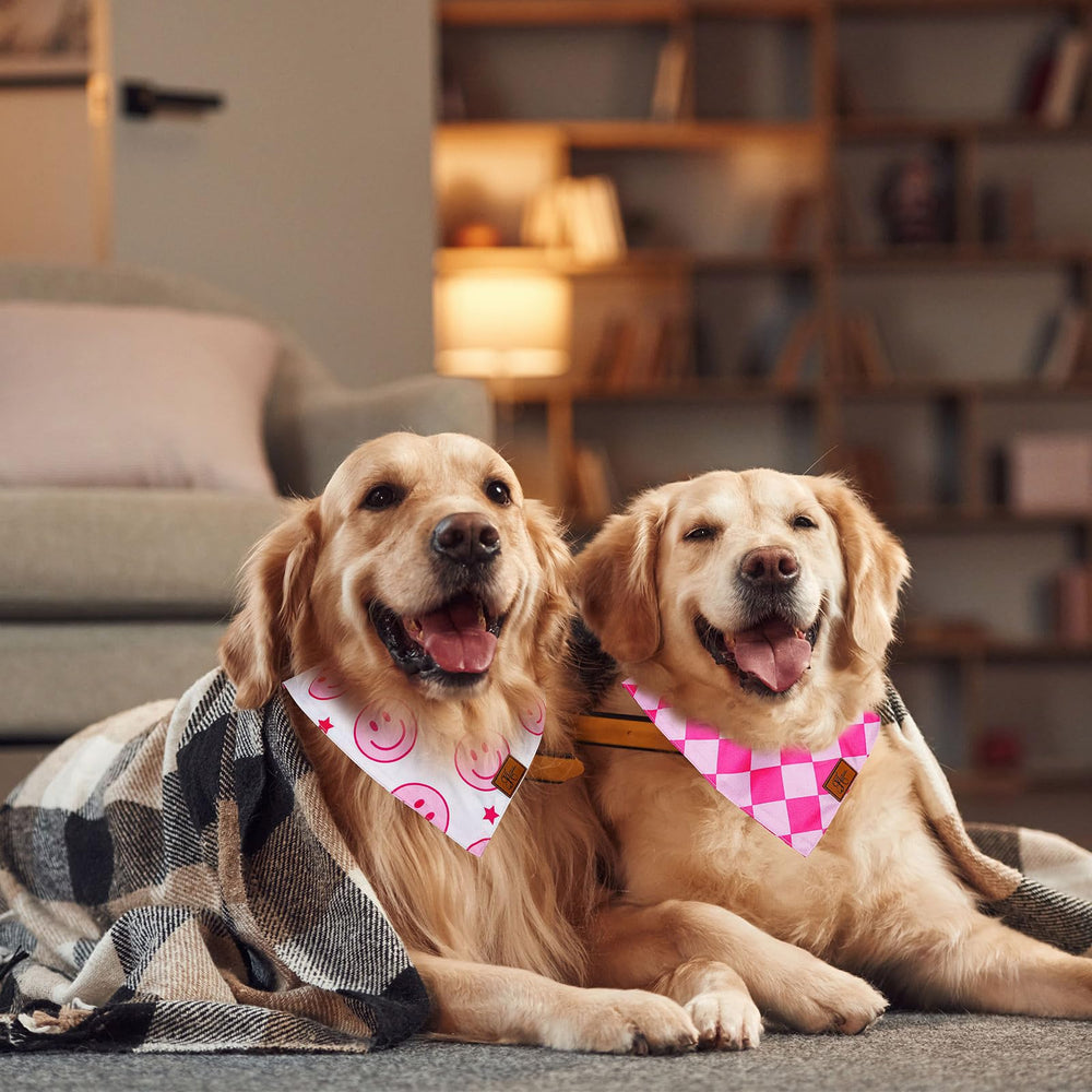 Bandana JarThenaAMCS para sesión de fotos de perros, look llamativo.